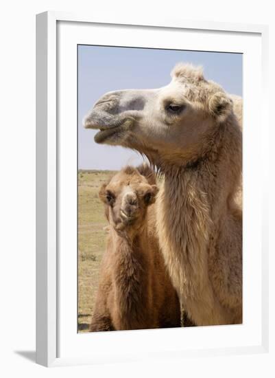 Mongolia, Lake Tolbo, Bactrian Camels-Emily Wilson-Framed Photographic Print