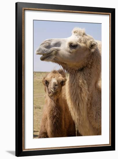 Mongolia, Lake Tolbo, Bactrian Camels-Emily Wilson-Framed Photographic Print