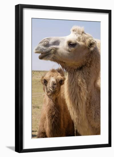 Mongolia, Lake Tolbo, Bactrian Camels-Emily Wilson-Framed Photographic Print