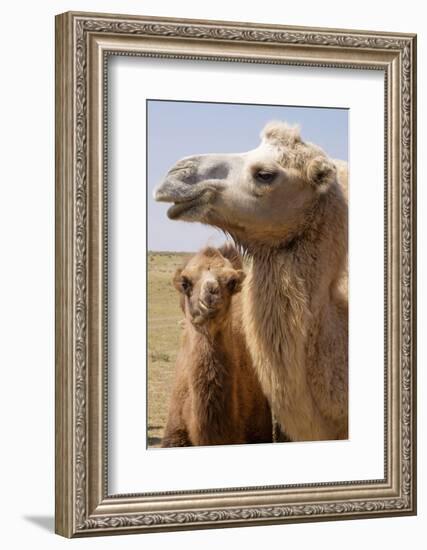 Mongolia, Lake Tolbo, Bactrian Camels-Emily Wilson-Framed Photographic Print