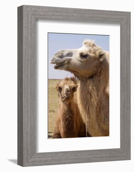 Mongolia, Lake Tolbo, Bactrian Camels-Emily Wilson-Framed Photographic Print