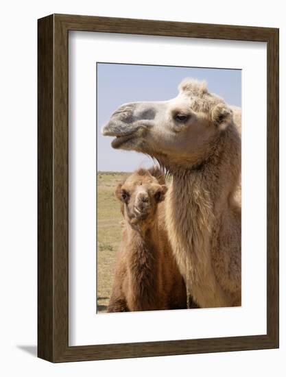 Mongolia, Lake Tolbo, Bactrian Camels-Emily Wilson-Framed Photographic Print