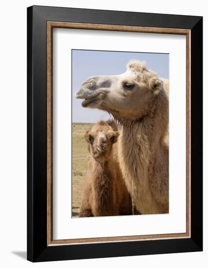 Mongolia, Lake Tolbo, Bactrian Camels-Emily Wilson-Framed Photographic Print