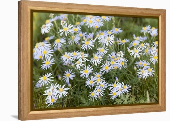 Mongolia, North Central Mongolia, Hustai National Park, a Mongolian Aster-Emily Wilson-Framed Premier Image Canvas