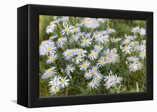 Mongolia, North Central Mongolia, Hustai National Park, a Mongolian Aster-Emily Wilson-Framed Premier Image Canvas