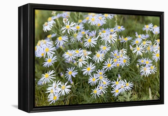 Mongolia, North Central Mongolia, Hustai National Park, a Mongolian Aster-Emily Wilson-Framed Premier Image Canvas