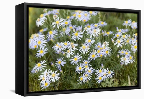 Mongolia, North Central Mongolia, Hustai National Park, a Mongolian Aster-Emily Wilson-Framed Premier Image Canvas