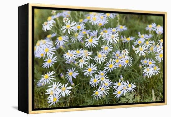 Mongolia, North Central Mongolia, Hustai National Park, a Mongolian Aster-Emily Wilson-Framed Premier Image Canvas