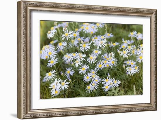 Mongolia, North Central Mongolia, Hustai National Park, a Mongolian Aster-Emily Wilson-Framed Photographic Print