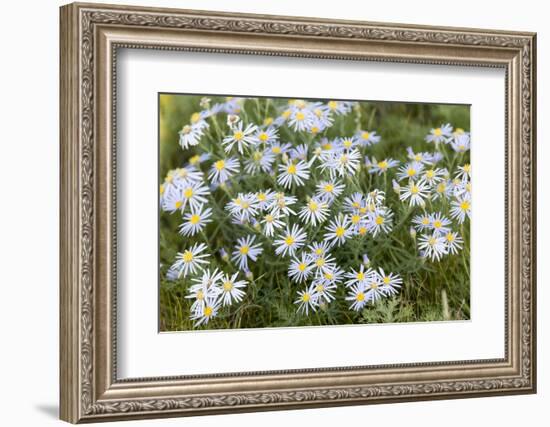 Mongolia, North Central Mongolia, Hustai National Park, a Mongolian Aster-Emily Wilson-Framed Photographic Print