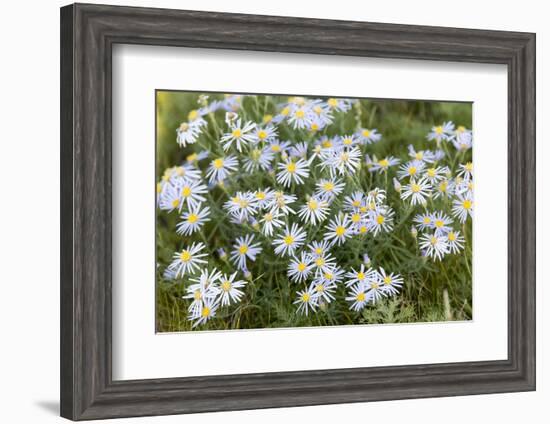 Mongolia, North Central Mongolia, Hustai National Park, a Mongolian Aster-Emily Wilson-Framed Photographic Print