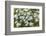 Mongolia, North Central Mongolia, Hustai National Park, a Mongolian Aster-Emily Wilson-Framed Photographic Print