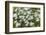 Mongolia, North Central Mongolia, Hustai National Park, a Mongolian Aster-Emily Wilson-Framed Photographic Print