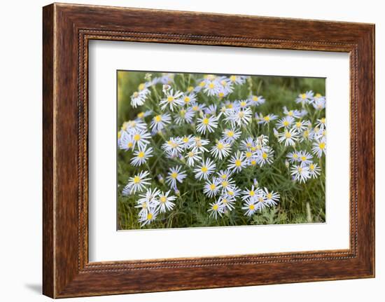 Mongolia, North Central Mongolia, Hustai National Park, a Mongolian Aster-Emily Wilson-Framed Photographic Print