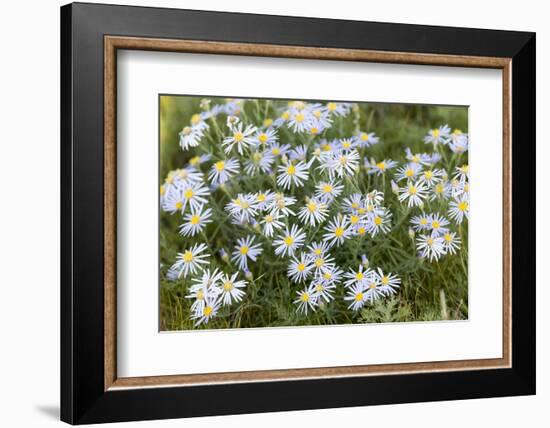 Mongolia, North Central Mongolia, Hustai National Park, a Mongolian Aster-Emily Wilson-Framed Photographic Print