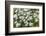 Mongolia, North Central Mongolia, Hustai National Park, a Mongolian Aster-Emily Wilson-Framed Photographic Print