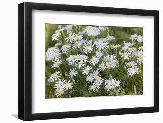 Mongolia, North Central Mongolia, Hustai National Park, a Mongolian Aster-Emily Wilson-Framed Photographic Print