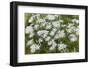 Mongolia, North Central Mongolia, Hustai National Park, a Mongolian Aster-Emily Wilson-Framed Photographic Print