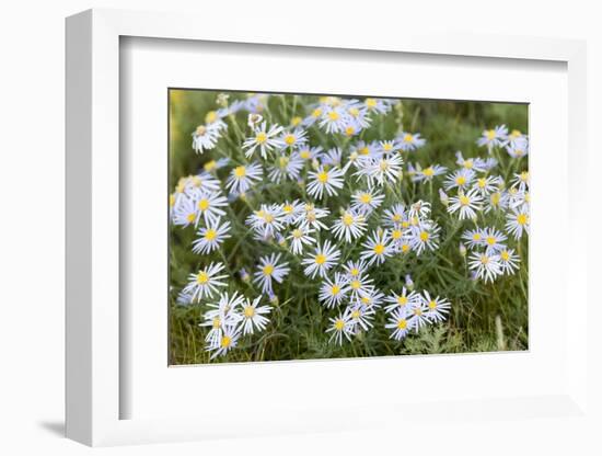 Mongolia, North Central Mongolia, Hustai National Park, a Mongolian Aster-Emily Wilson-Framed Photographic Print