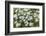 Mongolia, North Central Mongolia, Hustai National Park, a Mongolian Aster-Emily Wilson-Framed Photographic Print