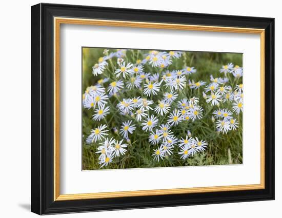 Mongolia, North Central Mongolia, Hustai National Park, a Mongolian Aster-Emily Wilson-Framed Photographic Print