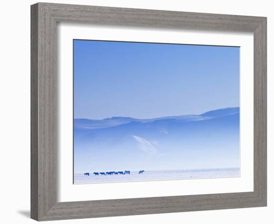 Mongolia, Ovorkhangai, Orkkhon Valley, Horses in the Winter Landscape-Nick Ledger-Framed Photographic Print