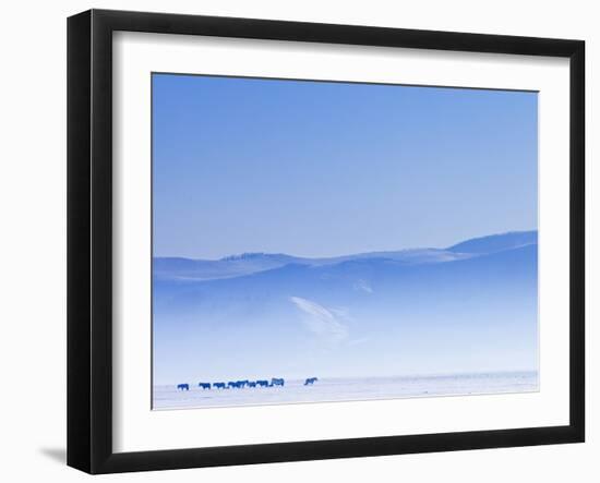 Mongolia, Ovorkhangai, Orkkhon Valley, Horses in the Winter Landscape-Nick Ledger-Framed Photographic Print