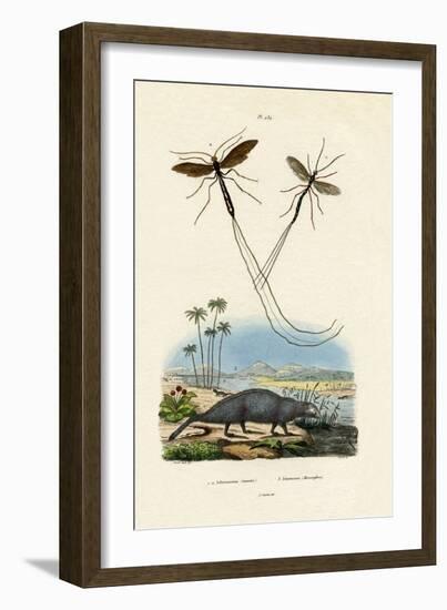 Mongoose, 1833-39-null-Framed Giclee Print