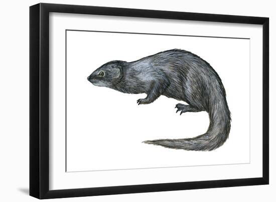 Mongoose (Herpestes Nyula), Mammals-Encyclopaedia Britannica-Framed Art Print