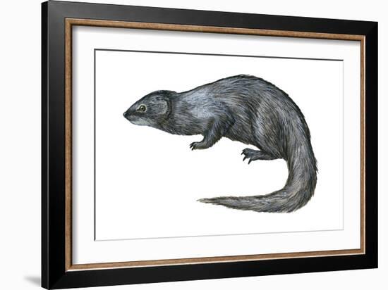 Mongoose (Herpestes Nyula), Mammals-Encyclopaedia Britannica-Framed Art Print