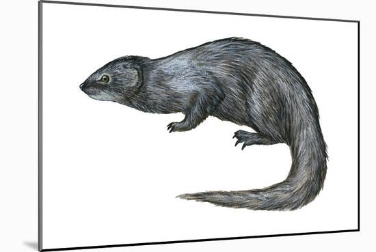 Mongoose (Herpestes Nyula), Mammals-Encyclopaedia Britannica-Mounted Art Print