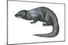 Mongoose (Herpestes Nyula), Mammals-Encyclopaedia Britannica-Mounted Art Print