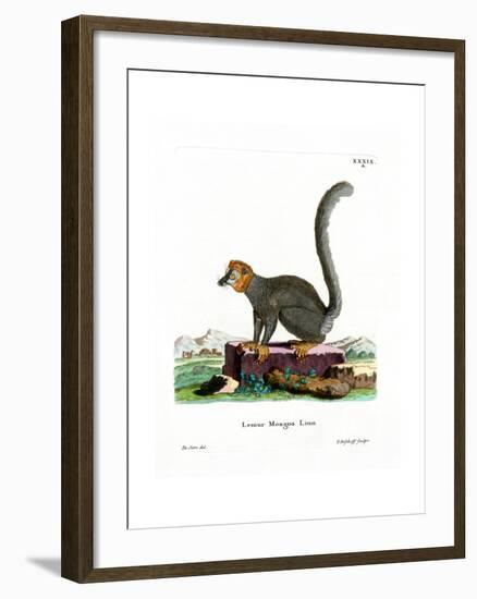 Mongoose Lemur-null-Framed Giclee Print