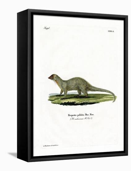 Mongoose-null-Framed Premier Image Canvas