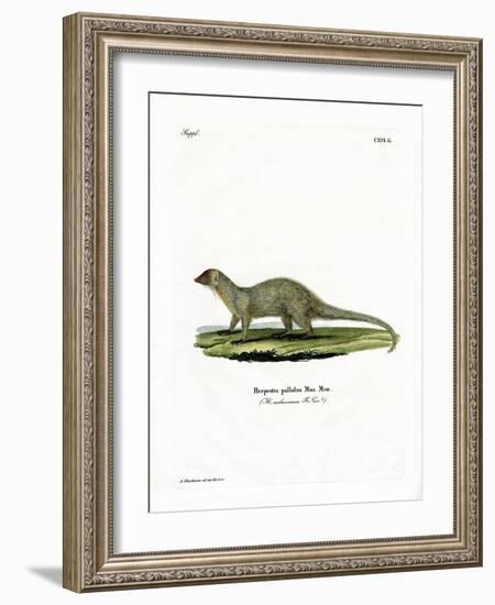 Mongoose-null-Framed Giclee Print