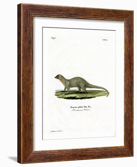 Mongoose-null-Framed Giclee Print