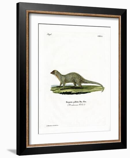 Mongoose-null-Framed Giclee Print