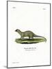 Mongoose-null-Mounted Giclee Print
