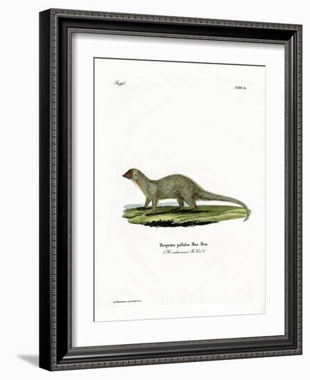 Mongoose-null-Framed Giclee Print