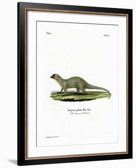 Mongoose-null-Framed Giclee Print