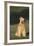 Mongrel Dog-DLILLC-Framed Photographic Print