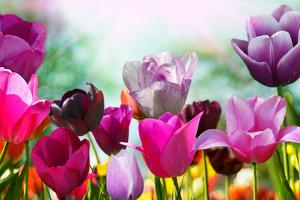 Beautiful Spring Flowers by Monia