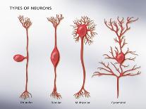 4 Types of Neurons, Illustration-Monica Schroeder-Giclee Print