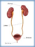 Kidneys, Ureter & Urinary Bladder, Illustration-Monica Schroeder-Giclee Print