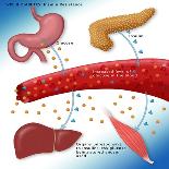 Kidneys, Ureter & Urinary Bladder, Illustration-Monica Schroeder-Premier Image Canvas