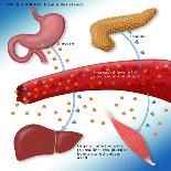 Kidneys, Ureter & Urinary Bladder, Illustration-Monica Schroeder-Framed Premier Image Canvas