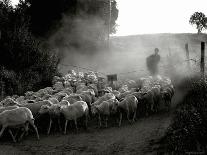 Late Afternoon in Tuscany-Monika Brand-Photographic Print