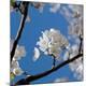 Premium Photographic Print