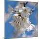 Premium Photographic Print