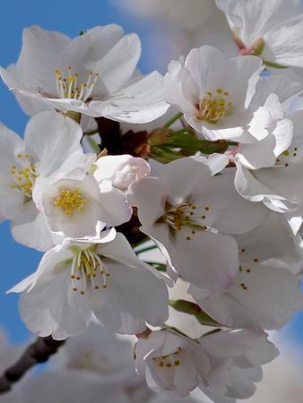 『Apple Blossom & Princess.*』シーグラスアート SA・KU・RA Papillonage OP Set [build to order] by Baby, the
